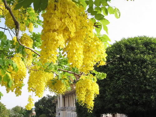 du lich,BÒ CẠP VÀNG - SÔNG NƯỚC ĐỒNG NAI